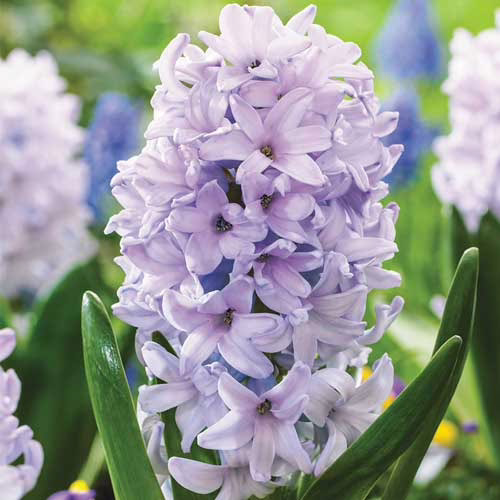 Гіацинт-Сіті-оф-Бредфорд-150-цибулин