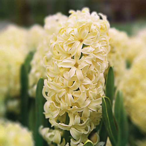 Гіацинт-Сіті-оф-Харлем-150-цибулин