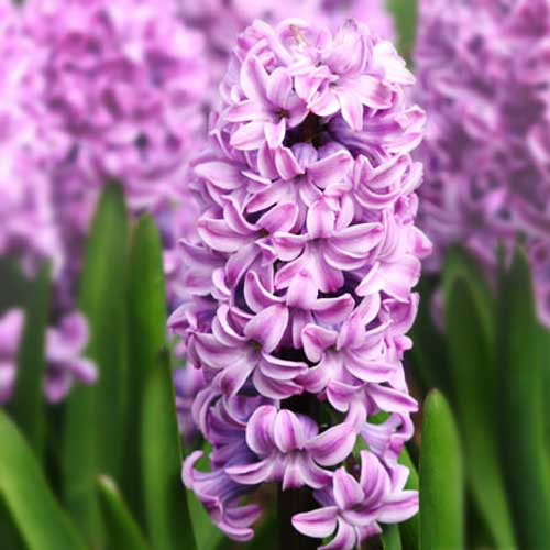 Гіацинт-Сплендід-Корнелія-150-цибулин