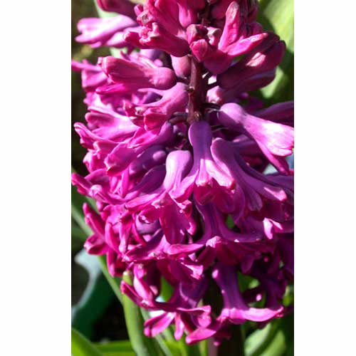 Гіацинт-Вудсток-30-цибулин