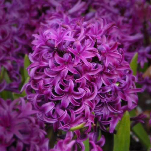 Гіацинт-махровий-Twin-Sensation-+