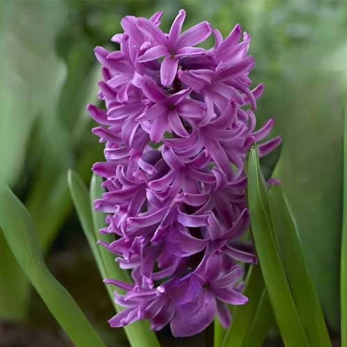 Гіацинт-махровий-Twin-Sensation