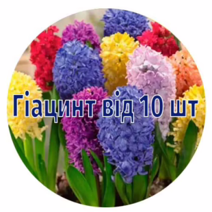 Гіацинт від 30 шт