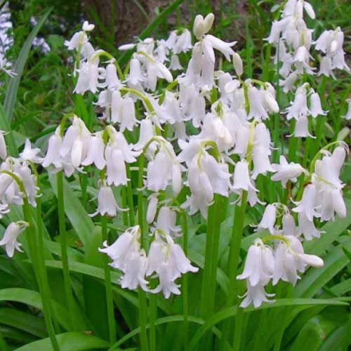 Гіацинтоідес-Alba-Maxima