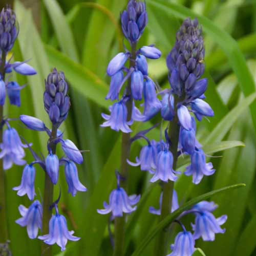 Гіацинтоідес-Blauw