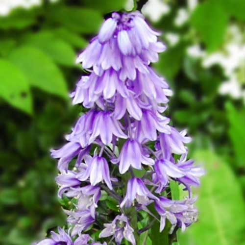 Гіацинтоідес-Excelsior