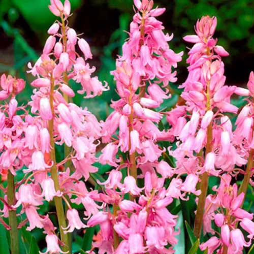 Гіацинтоідес-Queen-of-the-Pinks