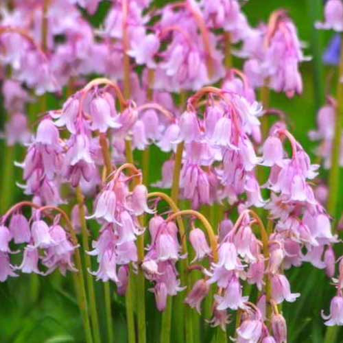 Гіацинтоідес-Rose-Queen