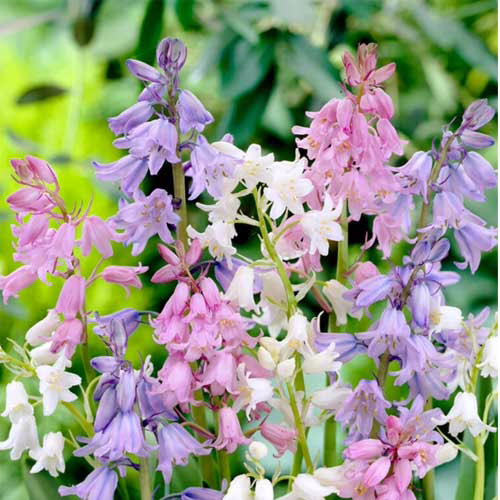 Гіацинтоїдес-оптом