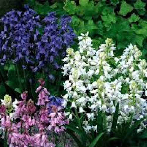 Гіацинтоідес-суміш-розмір-цибулини-6