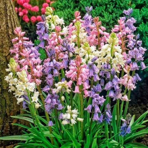 Гіацинтоідес-суміш-розмір-цибулини-7