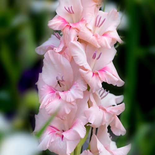 Гладіолус-Adrenaline-100-цибулин