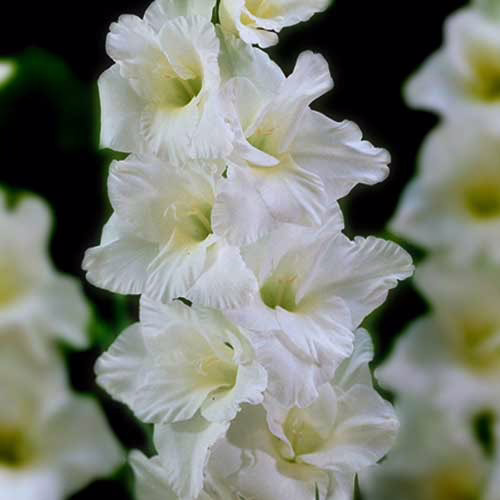 Гладіолус-Amsterdam-100-цибулин