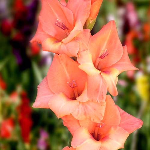 Гладіолус-Big-business-100-цибулин