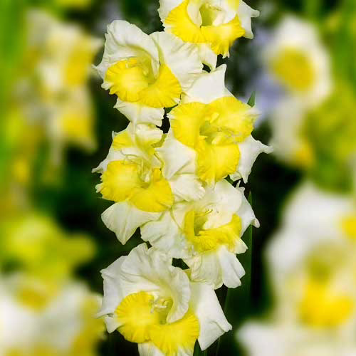 Гладіолус-Buggy-100-цибулин