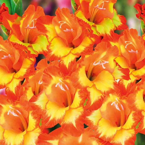 Гладіолус-Copper-Queen-100-цибулин