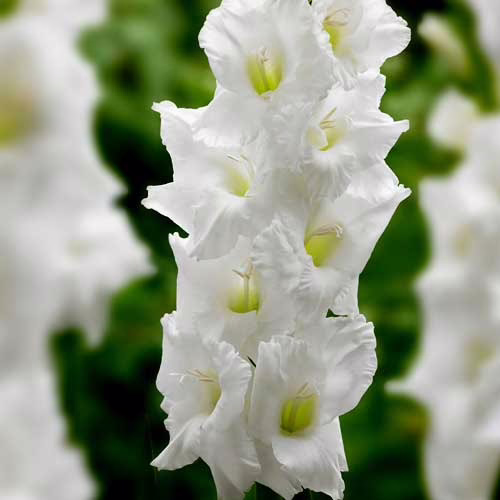 Гладіолус-Essential-100-цибулин