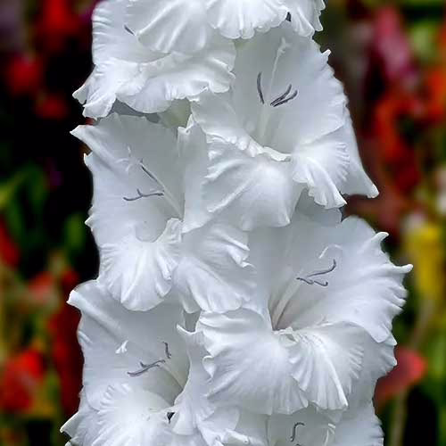 Гладіолус-Flevo-Eskimo-100-цибулин