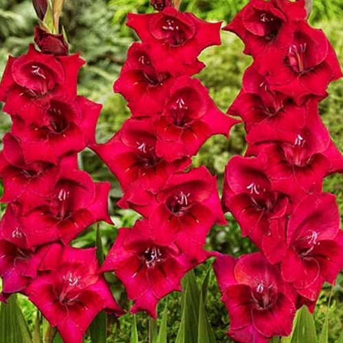 Гладіолус-Flevo-Shine-100-цибулин