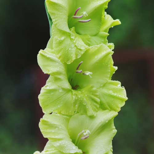 Гладіолус-Green-Star-100-цибулин