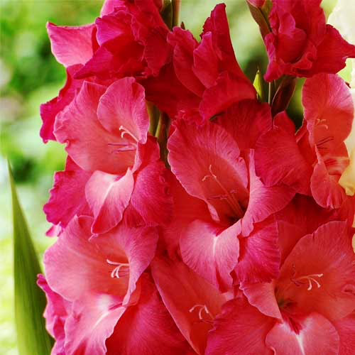 Гладіолус-Indian-Summer-100-цибулин