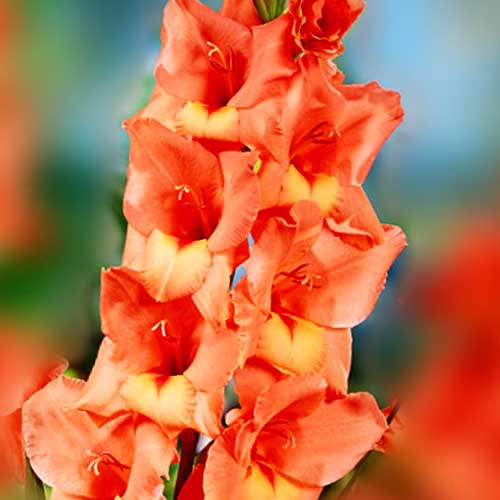 Гладіолус-Jessica-100-цибулин