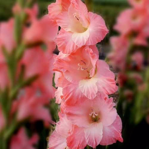 Гладіолус-Karma-100-цибулин