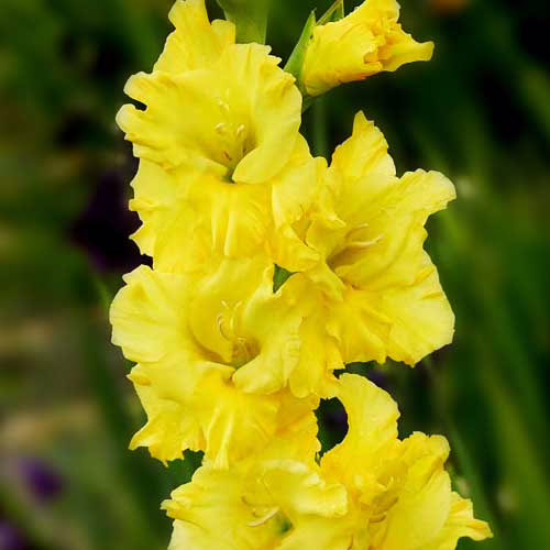 Гладіолус-Lemon-Drop-100-цибулин