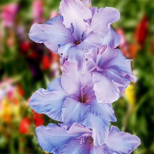 Гладіолус-Milka-100-цибулин