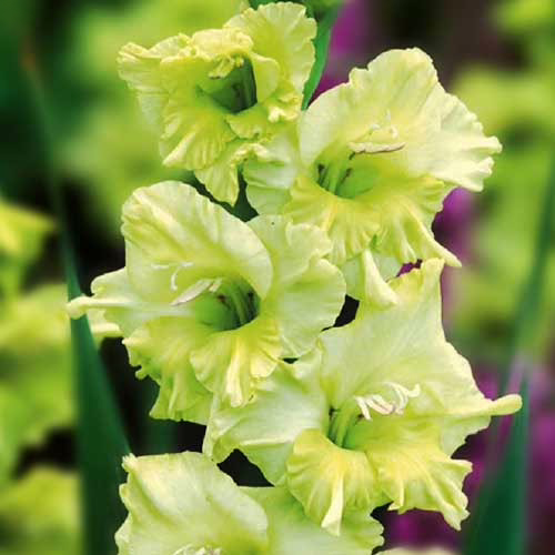 Гладіолус-Міс-Грін-100-цибулин