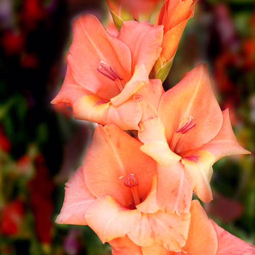 Гладіолус-Oasis-100-цибулин