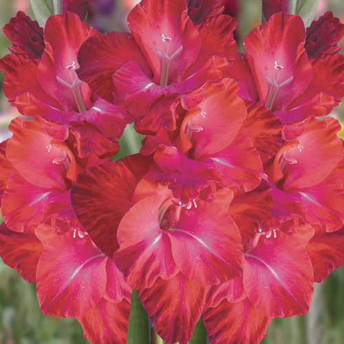 Гладіолус-Partituur-100-цибулин