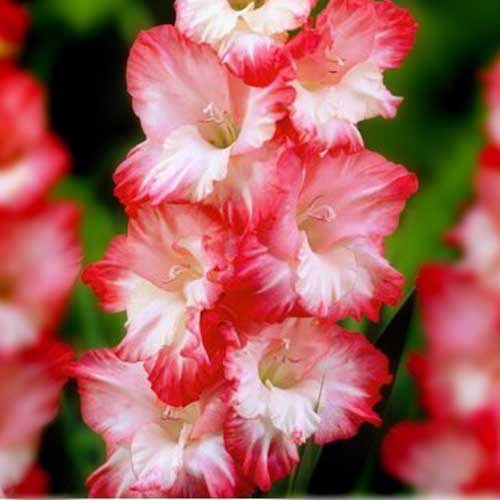 Гладіолус-Pink-Lady-100-цибулин