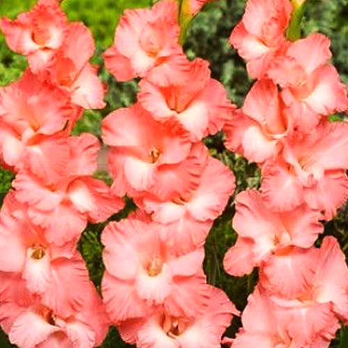 Гладіолус-Pink-Sensation-100-цибулин