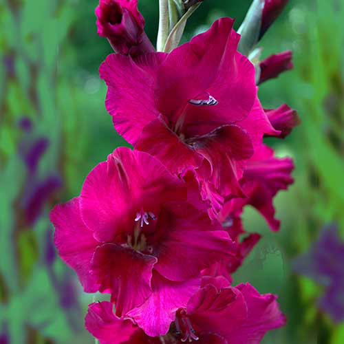 Гладіолус-Plum-tart-100-цибулин