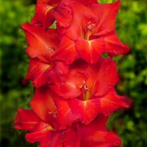 Гладіолус-Raven-100-цибулин