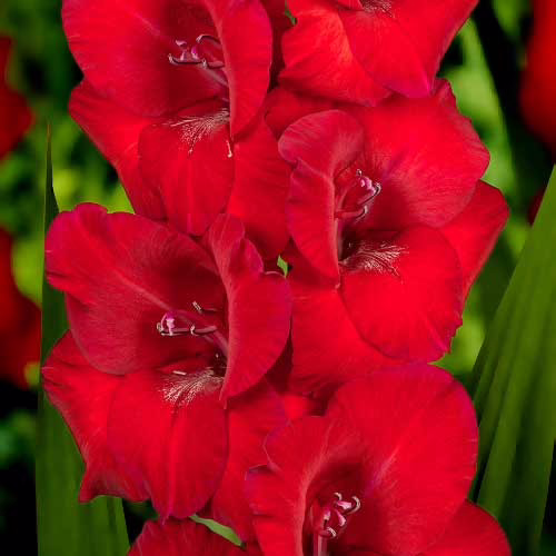 Гладіолус-Red-Balance-100-цибулин