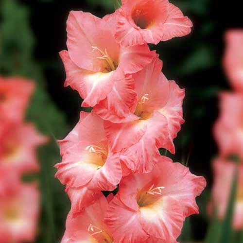 Гладіолус-Rose-Supreme-100-цибулин