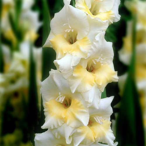 Гладіолус-Speed-Date-100-цибулин