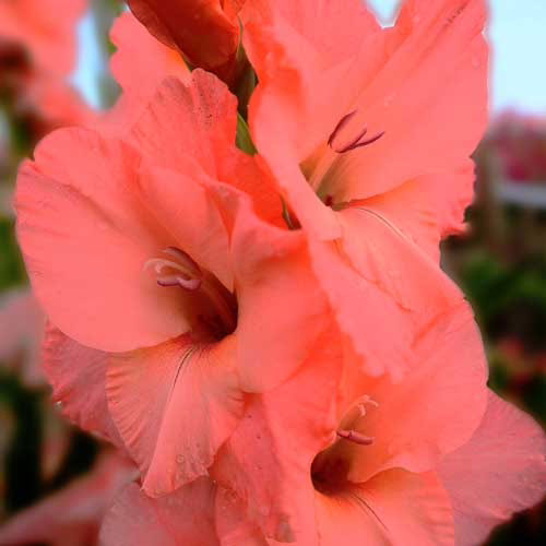 Гладіолус-Sugar-Babe-100-цибулин