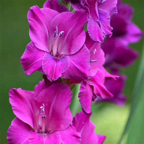 Гладіолус-Sugar-Plum-100-цибулин