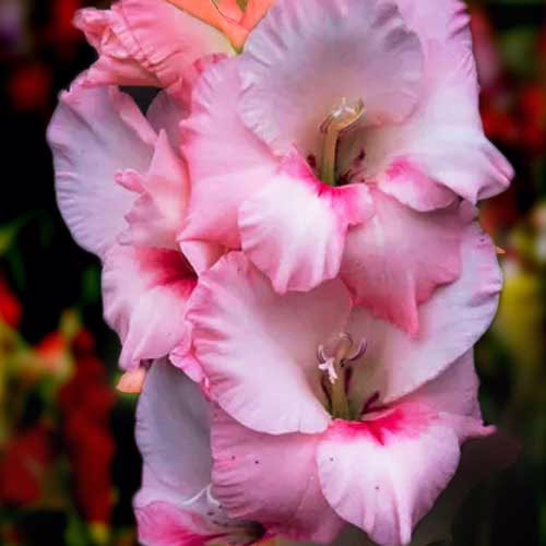 Гладіолус-Tampico-100-цибулин