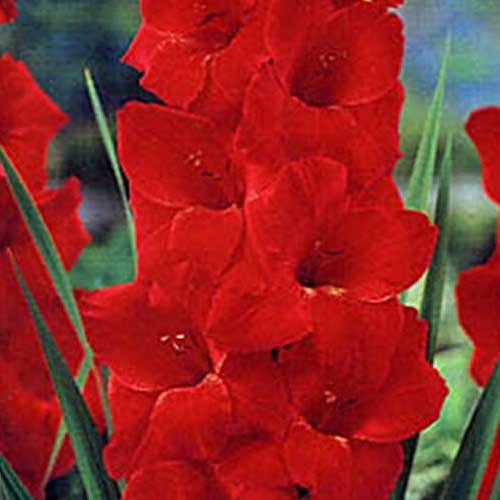 Гладіолус-Toscana-100-цибулин