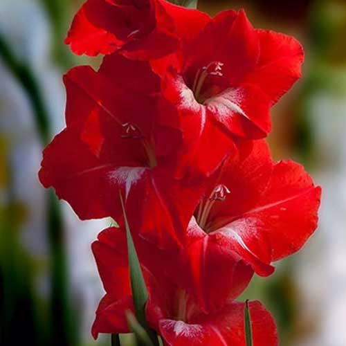 Гладіолус-Traderhorn-100-цибулин