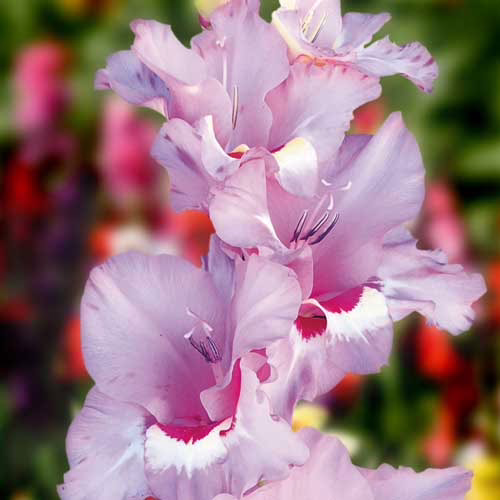 Гладіолус-Zamora-100-цибулин