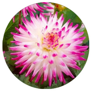 Кактусові жоржини