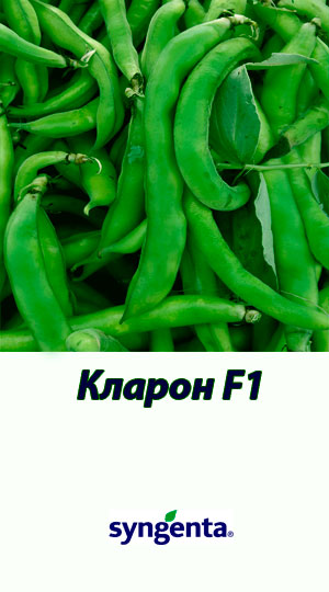 Klaron-fasol-sparzhevaya-Syngenta