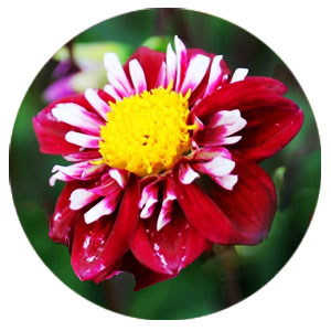 Комірцева жоржина