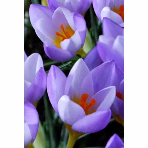 Крокус-Файрфлай-100-цибулин