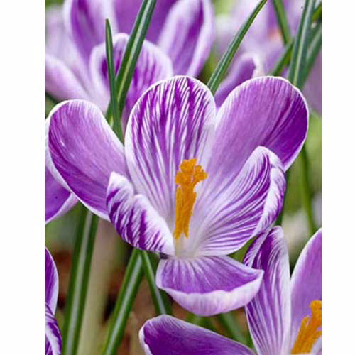 Крокус-Кінг-оф-зе-Стріпд-100-цибулин